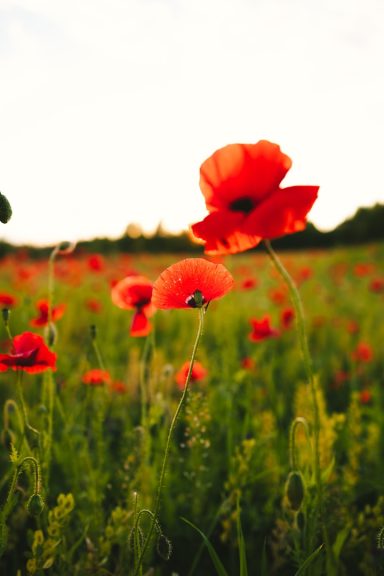 💐 Songe Vermillon - coquelicot