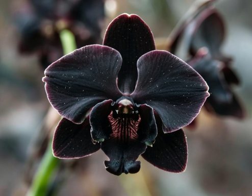🖤 Songe d'Encre - orchidée noire